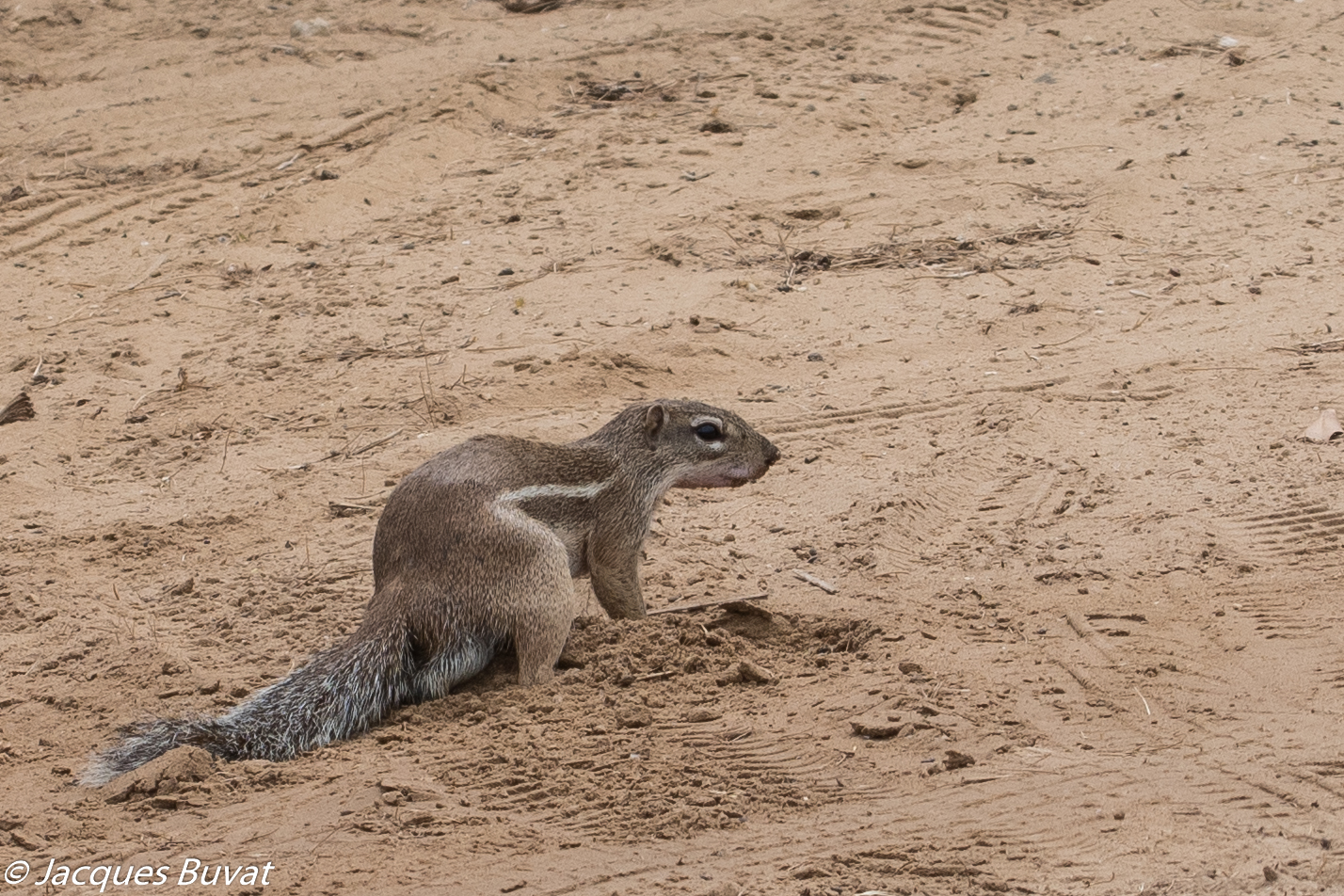 Ecureuil de terre, ou fouisseur, ou Rat palmiste (Ground squirrel, Xerus erythropus), mâle adulte, Somone, Région de Thiès, Sénégal